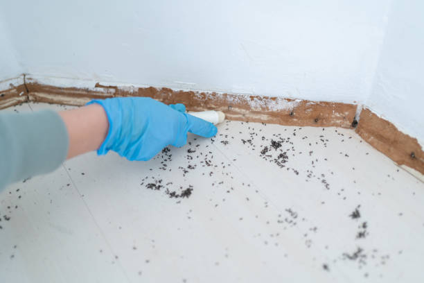 Best Ant Control Services  in Roswell, GA